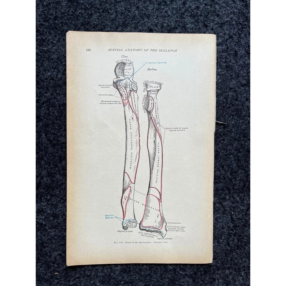 Original 1913 Anatomy Pages of Human Body, Anatomy Physiology Textbook Gifts, T